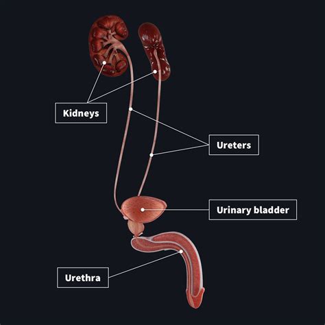 urethra wiki